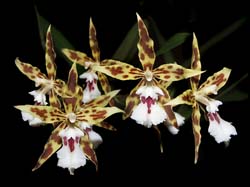 odontoglossum_gloriosum_cd