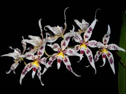 odontoglossum_gloriosum_ws_cd