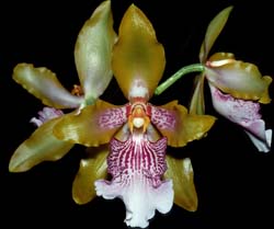 odontoglossum_harryanum_cd