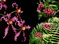 odontoglossum_ioplocon_cd