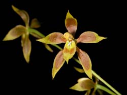 odontoglossum_juninense_cd