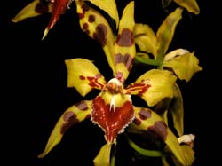 odontoglossum_kegeljanii_cd