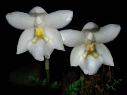 odontoglossum_kramerii_cd