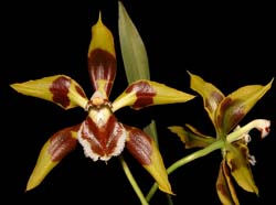 odontoglossum_lacerum2_cd