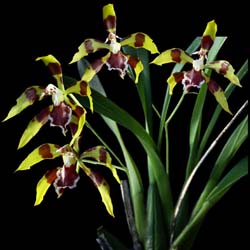 odontoglossum_lacerum_cd