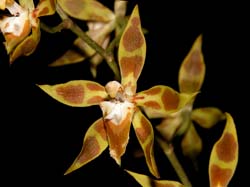 odontoglossum_lindleyanum_cd