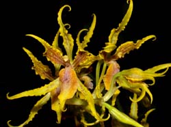 odontoglossum_loesnerianum_tetraplasium_ws_cd