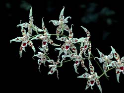 odontoglossum_lucianianum_cd