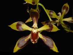 odontoglossum_mirandum_ws_cd