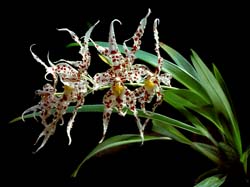 odontoglossum_naevium_cd