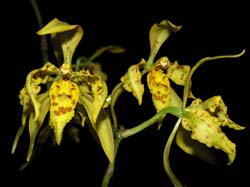 odontoglossum_pardinum2_cd