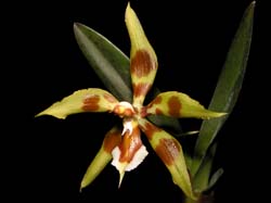 odontoglossum_portmanii_cd