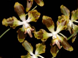 odontoglossum_povedanum_cd