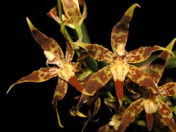 odontoglossum_praestans_cd