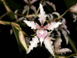 odontoglossum_ramosissimum2_cd