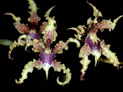 odontoglossum_ramosissimum_xanthinum_cd