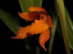 odontoglossum_retusum_cd