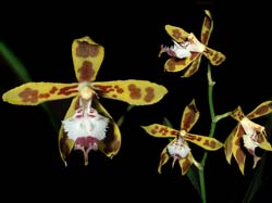 odontoglossum_rhynchanthum_cd