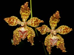 odontoglossum_schillerianum_ws_cd