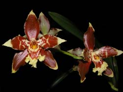 odontoglossum_spectrum_cd