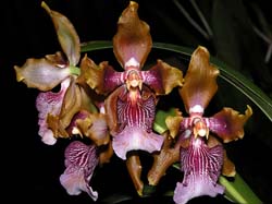 odontoglossum_wyattianum2_cd