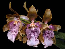 odontoglossum_wyattianum3_cd