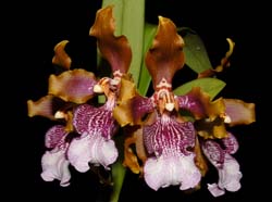 odontoglossum_wyattianum4_cd