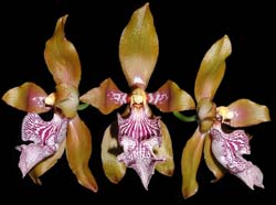 odontoglossum_wyattianum_cd