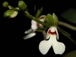 oeonia_oncidiiflora2_cd