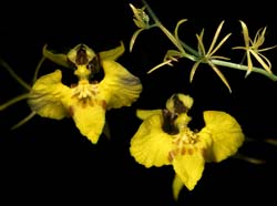 oncidium_abortivum_cd