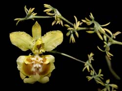 oncidium_adelaide2_cd