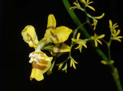 oncidium_adelaide_ws_cd