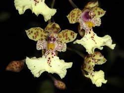 oncidium_andinum_cd