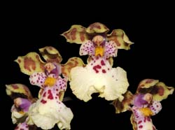 oncidium_andinum_ws_cd