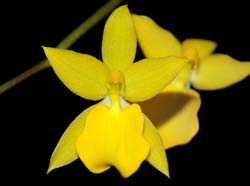 oncidium_aureum_ws_cd