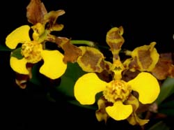 oncidium_barbatum_ws_cd