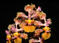 oncidium_carthagenense2_ws_cd