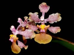 oncidium_carthagenense_ws_cd