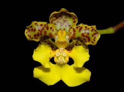 oncidium_cavendishianum_ws_cd