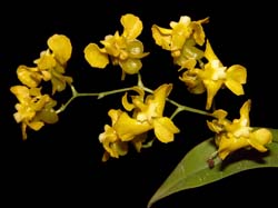 oncidium_cheirophorum2_cd