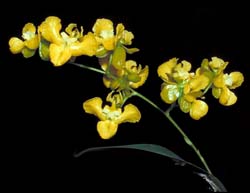 oncidium_cheirophorum_cd