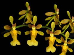 oncidium_chrysomorphum_ip_cd