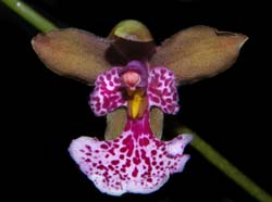 oncidium_cucullatum_ws_cd