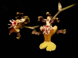 oncidium_dactyliferum_cd