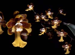 oncidium_edwallii _cd