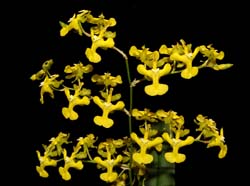 oncidium_exaltatum_ws_cd