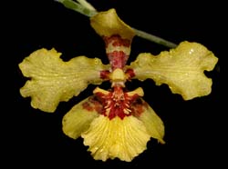 oncidium_excavatum2_ws_cd