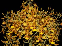 oncidium_excavatum_ws_cd