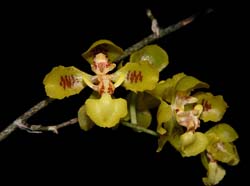 oncidium_fimbriatum_cd