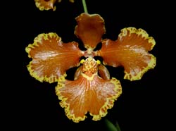 oncidium_forbesii_ws_cd